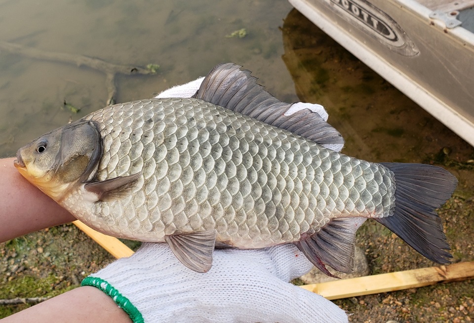 'Clean, Drain, Dry' every single time: Aquatic Invasive Species